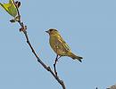 Click image for larger version. 

Name:	Greenfinch.jpg 
Views:	133 
Size:	48.0 KB 
ID:	9884