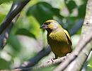Click image for larger version. 

Name:	Greenfinch (Carduelis chloris) DSC_0143.jpg 
Views:	214 
Size:	88.8 KB 
ID:	14412