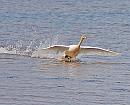 Click image for larger version. 

Name:	secon swan landing.jpg 
Views:	225 
Size:	78.6 KB 
ID:	171
