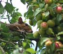 Click image for larger version. 

Name:	SH8869 -090712-squirrel.jpg 
Views:	123 
Size:	349.7 KB 
ID:	10562