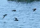 Click image for larger version. 

Name:	turnstones_2_PA290546.jpg 
Views:	135 
Size:	167.1 KB 
ID:	7012