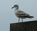 Click image for larger version. 

Name:	Herring Gull - youth - 3432 - cropped - SHRUNK.jpg 
Views:	405 
Size:	340.3 KB 
ID:	534