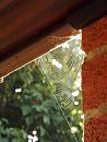 Click image for larger version. 

Name:	Bird table cobweb.JPG 
Views:	159 
Size:	349.3 KB 
ID:	19588