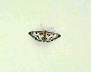 Click image for larger version. 

Name:	small_magpie_moth.jpg 
Views:	178 
Size:	39.6 KB 
ID:	5640