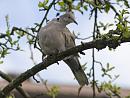 Click image for larger version. 

Name:	SH7894 -1004 02-Collared Dove-Streptopelia_decaocto.jpg 
Views:	141 
Size:	396.8 KB 
ID:	13245
