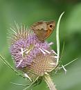 Click image for larger version. 

Name:	SH9909 -090719-Meadow Brown - Maniola_jurtina.jpg 
Views:	255 
Size:	314.7 KB 
ID:	10632