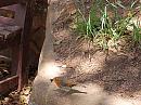 Click image for larger version. 

Name:	Robin fledgling DSC_0053 a.jpg 
Views:	176 
Size:	226.6 KB 
ID:	7195
