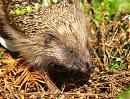 Click image for larger version. 

Name:	hedgehog_2.jpg 
Views:	173 
Size:	274.3 KB 
ID:	6180