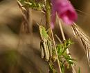 Click image for larger version. 

Name:	meadow_grasshopper.jpg 
Views:	115 
Size:	129.9 KB 
ID:	5540