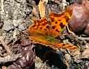 Click image for larger version. 

Name:	Comma Butterfly 1511 - SHRUNK.jpg 
Views:	159 
Size:	269.0 KB 
ID:	1457