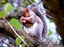 Click image for larger version. 

Name:	Grey Squirrel sml.jpg 
Views:	150 
Size:	153.0 KB 
ID:	433