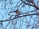 Click image for larger version. 

Name:	SH4331 - 20090324-Long tailed Tit - Aegithalos_caudatus.jpg 
Views:	151 
Size:	279.8 KB 
ID:	10600