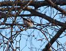 Click image for larger version. 

Name:	SH4356 Long tailed Tit - Aegithalos_caudatus.jpg 
Views:	144 
Size:	351.6 KB 
ID:	10602