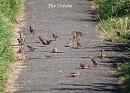 Click image for larger version. 

Name:	House Sparrow (Passer domesticus) DSC_0025.jpg 
Views:	383 
Size:	162.9 KB 
ID:	15303