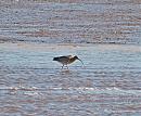 Click image for larger version. 

Name:	Curlew DSC_0084.JPG 
Views:	205 
Size:	223.7 KB 
ID:	6741
