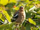 Click image for larger version. 

Name:	chaffinch1_filtered.jpg 
Views:	204 
Size:	446.5 KB 
ID:	1353