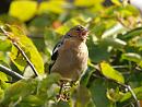Click image for larger version. 

Name:	chaffinch2_filtered.jpg 
Views:	186 
Size:	453.8 KB 
ID:	1354