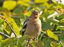 Click image for larger version. 

Name:	chaffinch3_filtered.jpg 
Views:	185 
Size:	264.5 KB 
ID:	1355