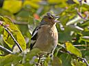 Click image for larger version. 

Name:	chaffinch4_filtered.jpg 
Views:	183 
Size:	291.5 KB 
ID:	1356