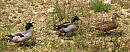 Click image for larger version. 

Name:	mallards1.jpg 
Views:	256 
Size:	417.1 KB 
ID:	263