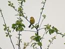 Click image for larger version. 

Name:	yellowhammer2.jpg 
Views:	265 
Size:	254.4 KB 
ID:	266