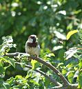 Click image for larger version. 

Name:	SH9837 - Sparrow Passer_domesticus.jpg 
Views:	147 
Size:	276.9 KB 
ID:	11382