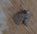 Click image for larger version. 

Name:	SH0329 -1006 22-Freyer's Pug-Eupithecia_intricata.jpg 
Views:	181 
Size:	245.4 KB 
ID:	14642