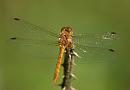 Click image for larger version. 

Name:	red-veined_darter_P7257953.jpg 
Views:	129 
Size:	120.8 KB 
ID:	10710