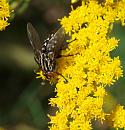 Click image for larger version. 

Name:	SH0556 -0909 04-Flesh_fly - Sarcophaga_carnaria.jpg 
Views:	221 
Size:	375.4 KB 
ID:	11310