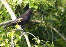 Click image for larger version. 

Name:	SH4347 -1005 17-Blackbird-Turdus_merula.jpg 
Views:	157 
Size:	372.1 KB 
ID:	13806