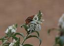 Click image for larger version. 

Name:	SH8104 -1008 11-Small-Tortoiseshell-Aglais_urticae.jpg 
Views:	182 
Size:	339.6 KB 
ID:	15504