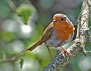 Click image for larger version. 

Name:	Robin (Erithacus rubecula), DSC_0271.jpg 
Views:	143 
Size:	94.8 KB 
ID:	13614