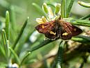 Click image for larger version. 

Name:	SH7340 -1006 02 -MInt_Moth-Pyrausta_aurata.jpg 
Views:	191 
Size:	418.3 KB 
ID:	13950