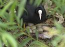 Click image for larger version. 

Name:	SH8587 -1006 10-Coot-Fulica_atra.jpg 
Views:	211 
Size:	385.9 KB 
ID:	15231