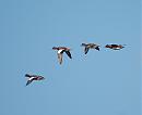 Click image for larger version. 

Name:	Wigeon DSC_0036.JPG 
Views:	150 
Size:	70.6 KB 
ID:	6611