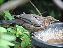 Click image for larger version. 

Name:	thrush3.jpg 
Views:	178 
Size:	213.9 KB 
ID:	6713