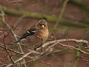 Click image for larger version. 

Name:	chaffinch_PB249228.jpg 
Views:	187 
Size:	54.0 KB 
ID:	16389