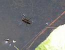 Click image for larger version. 

Name:	Pond Skater.JPG 
Views:	563 
Size:	101.3 KB 
ID:	17731