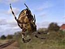 Click image for larger version. 

Name:	Orb Weaver.jpg 
Views:	142 
Size:	28.0 KB 
ID:	6702