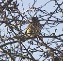 Click image for larger version. 

Name:	SH0655 -0912  20-Song_Thrush-Turdus_philomelos.jpg 
Views:	162 
Size:	401.2 KB 
ID:	12153