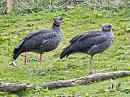Click image for larger version. 

Name:	Crested-Screamer.jpg 
Views:	150 
Size:	384.5 KB 
ID:	4345