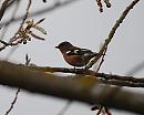 Click image for larger version. 

Name:	M Chaffinch.jpg 
Views:	147 
Size:	137.0 KB 
ID:	8875