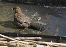 Click image for larger version. 

Name:	SH4420 -1005 17-Blackbird-Turdus_merula.jpg 
Views:	175 
Size:	356.0 KB 
ID:	13779