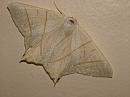 Click image for larger version. 

Name:	Swallow-tailed Moth - Ourapteryx sambucaria - DSCF7164 - SHRUNK.jpg 
Views:	153 
Size:	212.5 KB 
ID:	768