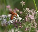 Click image for larger version. 

Name:	SH3787 -090730-soldier beetle - rhagonica fulva.jpg 
Views:	272 
Size:	303.8 KB 
ID:	10887