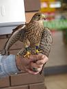 Click image for larger version. 

Name:	SHRUNK 8972 - Kestrel Falco_tinnunculus.jpg 
Views:	138 
Size:	337.8 KB 
ID:	9880