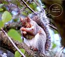 Click image for larger version. 

Name:	Grey_squirrel.jpg 
Views:	136 
Size:	133.6 KB 
ID:	2186