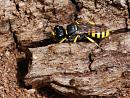 Click image for larger version. 

Name:	Digger_Wasp-Mellinus_arvensis.JPG 
Views:	258 
Size:	124.7 KB 
ID:	19829