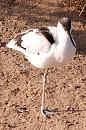 Click image for larger version. 

Name:	Pied Avocet.jpg 
Views:	272 
Size:	163.3 KB 
ID:	706