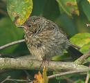Click image for larger version. 

Name:	Dunnock1_filtered_cropped.jpg 
Views:	307 
Size:	265.1 KB 
ID:	1326